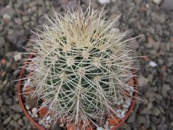 Echinocereus coccineus, květináč 6,5 cm - 12411143