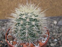 Echinocereus coccineus, květináč 6,5 cm - 12411144