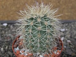 Echinocereus coccineus, květináč 6,5 cm