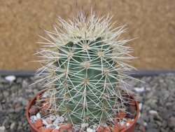 Echinocereus coccineus, květináč 6,5 cm - 12411146
