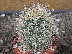 Echinocereus coccineus, květináč 6,5 cm - 12411147