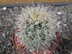 Echinocereus coccineus, květináč 6,5 cm - 12411148