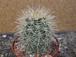 Echinocereus coccineus, květináč 6,5 cm - 12411149