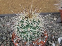 Echinocereus coccineus, květináč 6,5 cm - 12411150