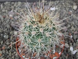 Echinocereus coccineus, květináč 6,5 cm - 12411151