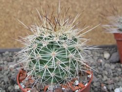 Echinocereus coccineus, květináč 6,5 cm