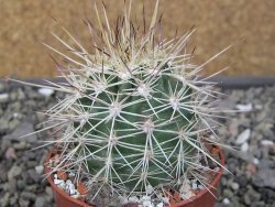 Echinocereus coccineus, květináč 6,5 cm - 12411153