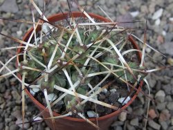 Maihuenia ovata, květináč 6,5 cm