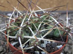 Maihuenia ovata, květináč 6,5 cm - 12411171