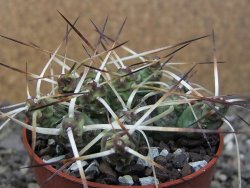 Maihuenia ovata, květináč 6,5 cm - 12411172