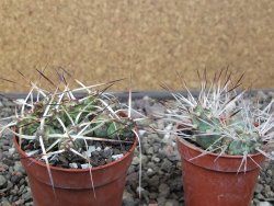 Maihuenia ovata, květináč 6,5 cm - 12411173