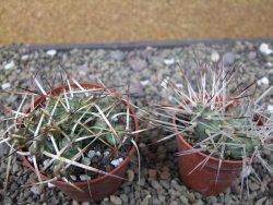 Maihuenia ovata, květináč 6,5 cm - 12411174