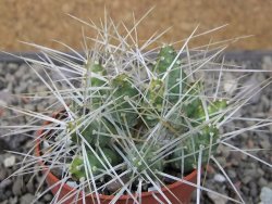 Maihuenia ovata, květináč 6,5 cm - 12411154