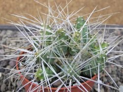 Maihuenia ovata, květináč 6,5 cm