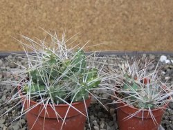 Maihuenia ovata, květináč 6,5 cm - 12411158