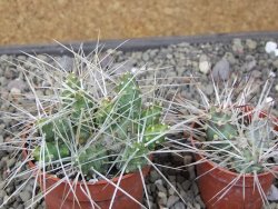 Maihuenia ovata, květináč 6,5 cm - 12411159