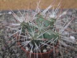 Maihuenia ovata, květináč 6,5 cm