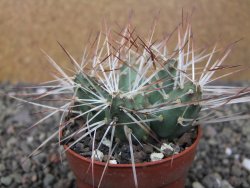 Maihuenia ovata, květináč 6,5 cm - 12411161