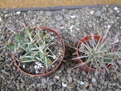 Maihuenia ovata, květináč 6,5 cm - 12411169