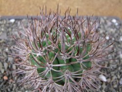 Pyrhocactus bulbocalyx, pot 7 cm - 12411177