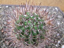 Pyrhocactus bulbocalyx, pot 7 cm - 12411179