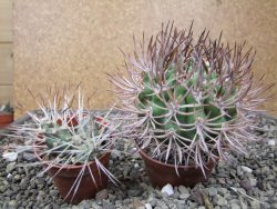 Pyrhocactus bulbocalyx, pot 7 cm - 12411182