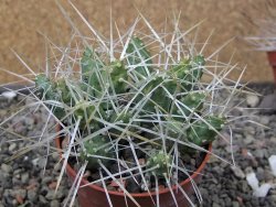 Maihuenia ovata, květináč 6,5 cm - 12411184