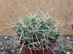 Maihuenia ovata, květináč 6,5 cm - 12411185