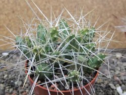 Maihuenia ovata, květináč 6,5 cm - 12411186