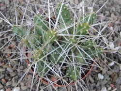Maihuenia ovata, květináč 6,5 cm - 12411187