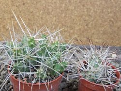 Maihuenia ovata, květináč 6,5 cm - 12411188