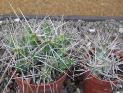 Maihuenia ovata, květináč 6,5 cm - 12411189