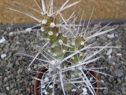 Tephrocactus darwinii Churiaca Neuguin XL pot 6,5 cm - 12411193