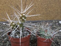 Tephrocactus darwinii Churiaca Neuguin XL pot 6,5 cm - 12411194