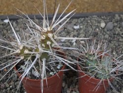 Tephrocactus darwinii Churiaca Neuguin XL pot 6,5 cm - 12411195