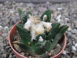 Ariocarpus bravoanus El Ňuňez pot 5,5 cm - 12411196