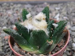 Ariocarpus bravoanus El Ňuňez pot 5,5 cm - 12411198