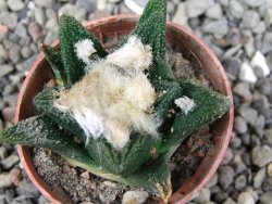 Ariocarpus bravoanus El Ňuňez pot 5,5 cm - 12411199