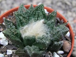 Ariocarpus fissuratus hintonii Matehuala pot 5,5 cm Cites IA - 12411201