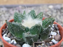 Ariocarpus fissuratus hintonii Matehuala pot 5,5 cm Cites IA - 12411202