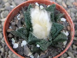 Ariocarpus fissuratus hintonii Matehuala pot 5,5 cm Cites IA - 12411204