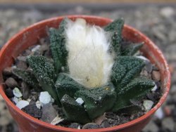 Ariocarpus fissuratus hintonii Matehuala pot 5,5 cm Cites IA - 12411205