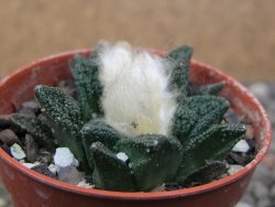 Ariocarpus fissuratus hintonii Matehuala pot 5,5 cm Cites IA - 12411206