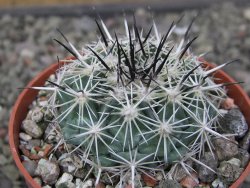 Coryphantha dificilis Cero Bola pot 6,5 cm - 12411208