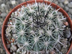 Coryphantha dificilis Cero Bola pot 6,5 cm - 12411209