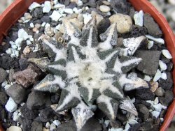 Ariocarpus kotschoubeyanus elephantidens Vista Hermosa květináč 5,5 cm - 12411210