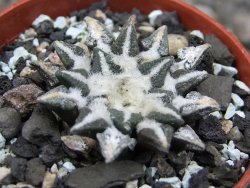 Ariocarpus kotschoubeyanus elephantidens Vista Hermosa květináč 5,5 cm