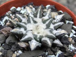 Ariocarpus kotschoubeyanus elephantidens Vista Hermosa květináč 5,5 cm - 12411212