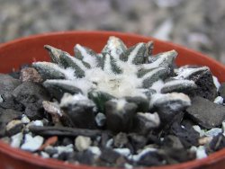 Ariocarpus kotschoubeyanus elephantidens Vista Hermosa květináč 5,5 cm - 12411213