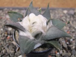 Ariocarpus confusus LH 471 La Escondida, NL pot 5,5 cm Cites IA - 12411214